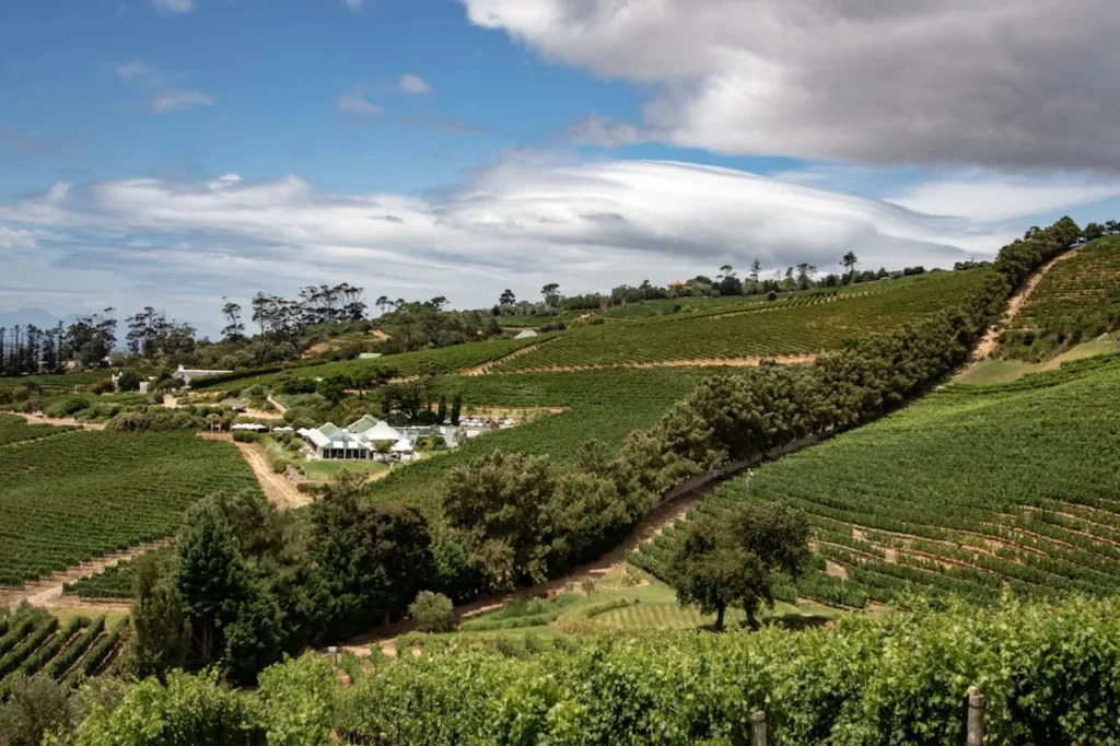 Cape-Town-WC-South-Africa-Green-Trees-on-the-Field